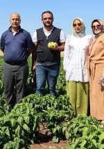 Adıyaman&rsquo;da 4 tonluk biber hasadı